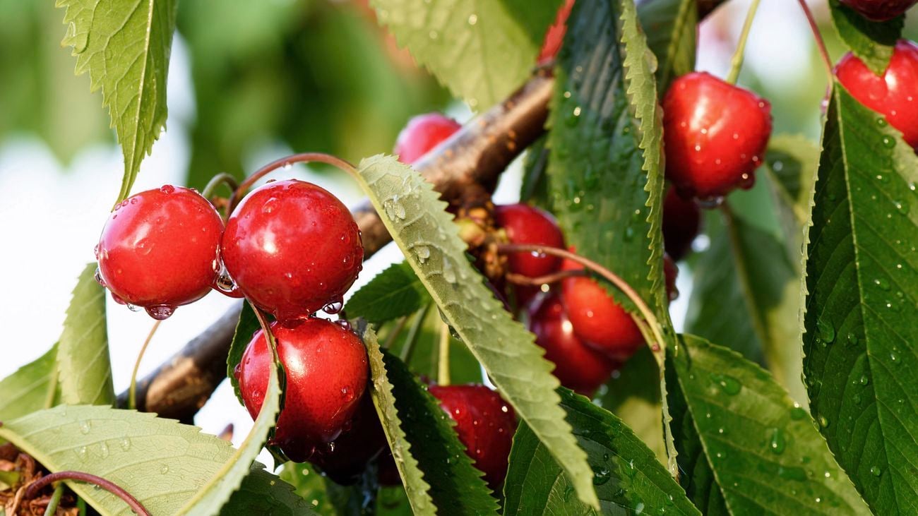 بهترین ارقام نهال آلبالو برای مناطق سردسیر و کوهستانی